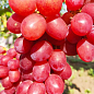 Виноград "Подарок Никополю" (раннеспелый, крупная гроздь, сочная хрустящая мякоть)