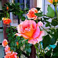 Ексклюзив! Троянда чайно-гібридна лососева-рожева "Мадемуазель Джулія" (Mademoiselle Julia) (саджанець класу АА +, преміальний морозостійкий сорт)