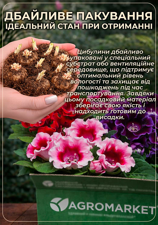 Глоксиния "Corina" - фото 3