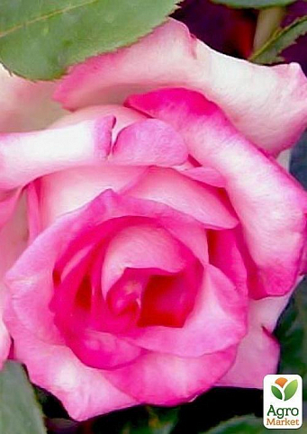 Роза чайно-гібридна "Priscilla"
