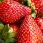 Клубника "Мальга" (Malga) (ранний,  ремонтантный, крупноплодный сорт)