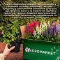 Вероника королевская "Dark Blue" вазон С2
