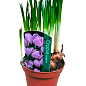 Крокус крупноцветковый "Pickwick" укорененный