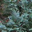 Кіпарисовик Lawsoniana "Pembury Blue" вазон P9
