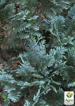 Кипарисовик Lawsoniana "Pembury Blue" вазон П97