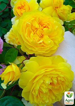 Троянда шрабова «Анні Дюпрей» (лат. Anny Duperey)1