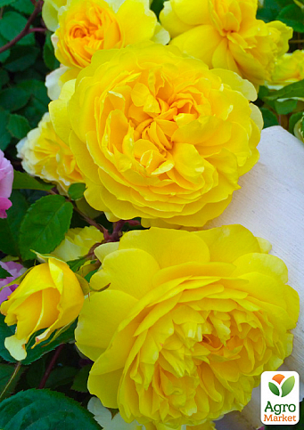 Троянда шрабова «Анні Дюпрей» (лат. Anny Duperey)
