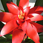 Гузмания красная (Guzmania sanguinea) "Calypso"