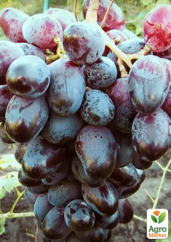 Виноград "Эталон" (сверхранний, крупная гроздь до 1500гр)2