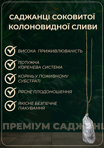 Слива колоновидна "Мірабелла" Ексклюзив - фото 4