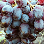 Виноград "Эталон" (сверхранний, крупная гроздь до 1500гр)