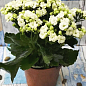 Каланхоэ Блоссфельда "White" (Kalanchoe Blossfeldiana) (Нидерланды)