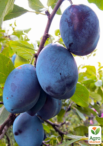 Ексклюзив! Слива синьо-фіолетова "Індиго" (Indigo) (преміальний самозапильний сорт, на чорнослив)