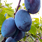 Ексклюзив! Слива синьо-фіолетова "Індиго" (Indigo) (преміальний самозапильний сорт, на чорнослив)