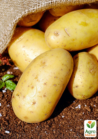 Картопля "Берніна" насіннєва середньостигла (1 репродукція) 1кг