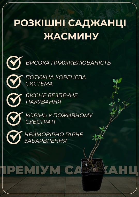 Эксклюзив! Жасмин садовый махровый белоснежный "Рассвет Княжны" (Dawn of the Princess) (премиальный ароматный сорт)