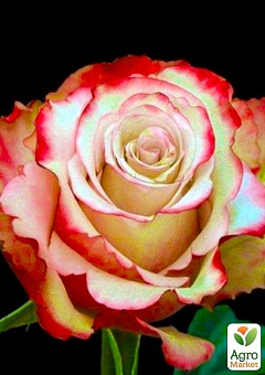 Роза чайно-гибридная "Свитнесс (саженец класса АА+) высший сорт1