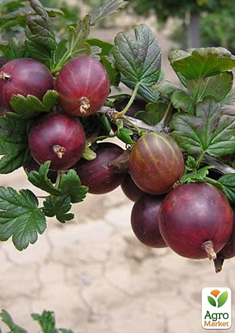 Крыжовник "Криспа" (средне-ранний срок созревания) - фото 3