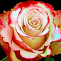 Троянда чайно-гібридна "Світнесс (саджанець класу АА +) вищий сорт