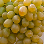 Виноград "Мускат Оттонель №9" (винний сорт, середній термін дозрівання, має неповторний мускатний присмак)