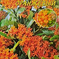Ваточник туберозовый "Оранжевый" ТМ "Цветущий сад" 0.05г