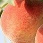 Персик "Вулкан" (літній сорт, середній термін дозрівання) купить