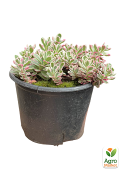 Очиток "Tricolor" (Sedum spurium)10