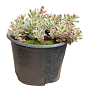 Очиток "Tricolor" (Sedum spurium) купить