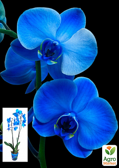 Орхідея (Phalaenopsis) «Royal Blue»1