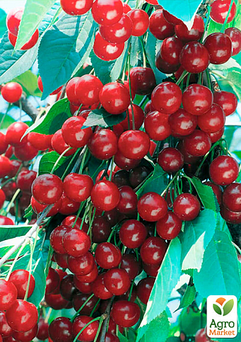 Вишня "Лотовка" (летний сорт, поздний срок созревания) - фото 4