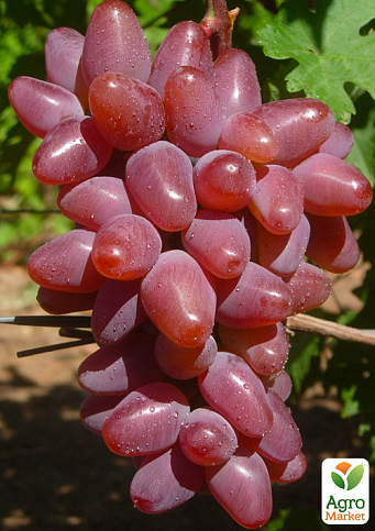 Виноград "Дубовский Красный" (сладкий крупный, гигантская ягода) - фото 2