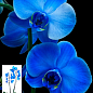 Орхидея (Phalaenopsis) "Royal Blue"