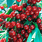Вишня "Лотовка" (летний сорт, поздний срок созревания)