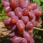 Виноград "Дубовский Красный" (сладкий крупный, гигантская ягода) купить