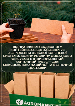Дерен "Elegantissima" Кизил Татарський (висота саджанця 20-30см)16