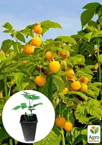 Малина "Golden Queen" вкорінена в контейнері (середньоранній термін дозрівання, великоплідний сорт)