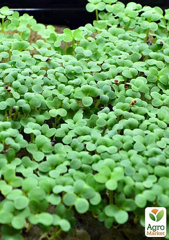 Проращиватель (спаутер) + набор семян микрозелени №1 ТМ "ProVita" - фото 5