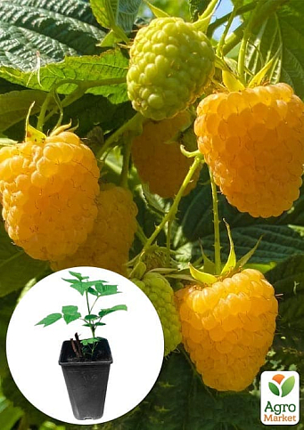 Малина "Зюгана Голд" вкорінена в контейнері (ремонтантний сорт)