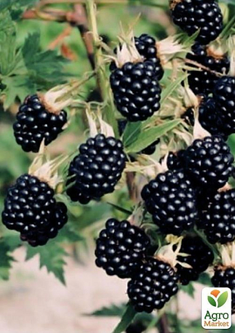 Ежевика поздняя "Лох Несс" (Loch Ness) - фото 4