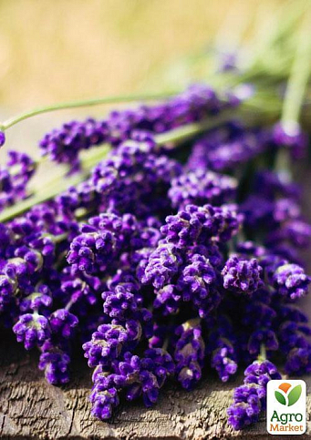 Ексклюзив! Лаванда насичено-яскравого фіолетового кольору "Матильда" (Matilda) (преміальний, вічнозелений, морозостійкий сорт) - фото 5