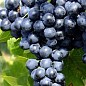 Виноград "Молдова" (пізній термін дозрівання, добре зберігається до 180 днів і транспортується) цена