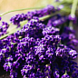 Ексклюзив! Лаванда насичено-яскравого фіолетового кольору "Матильда" (Matilda) (преміальний, вічнозелений, морозостійкий сорт)