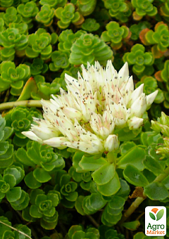 Очиток помилковий "Album Superbum" (Sedum spurium "Album Superbum") (Кореневище) 1 саджанець в упаковці 