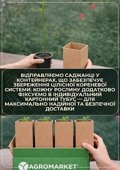 Понцирус Trifoliata (дикий лимон)4