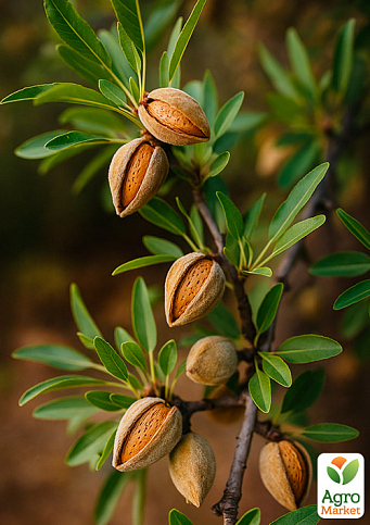 Миндаль сладкий "Нонпарель" (Nonpareil) (премиальный, морозостойкий сорт) - фото 4