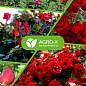 Гранулированное минеральное удобрение BIOGrand "Для роз" (БИОГранд) ТМ "AGRO-X" 1кг цена