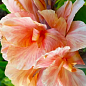 Канна «Apricot Dream»