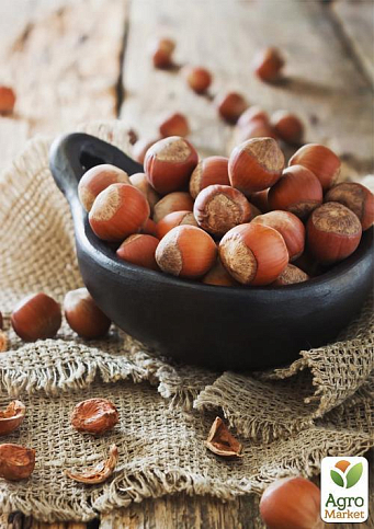 Фундук "Барселонський" (перехресне запилення, садити по 2 шт) - фото 5