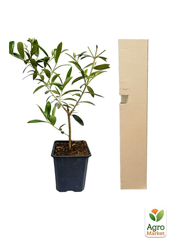 Оливковое Дерево "Olea Europaea" (мини штамб) высота 35-45см - фото 5