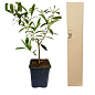Оливковое Дерево "Olea Europaea" (мини штамб) высота 35-45см